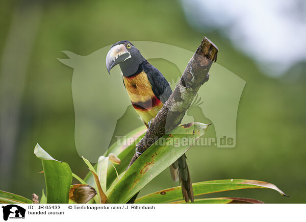 Halsbandarassari / banded aracari / JR-05433