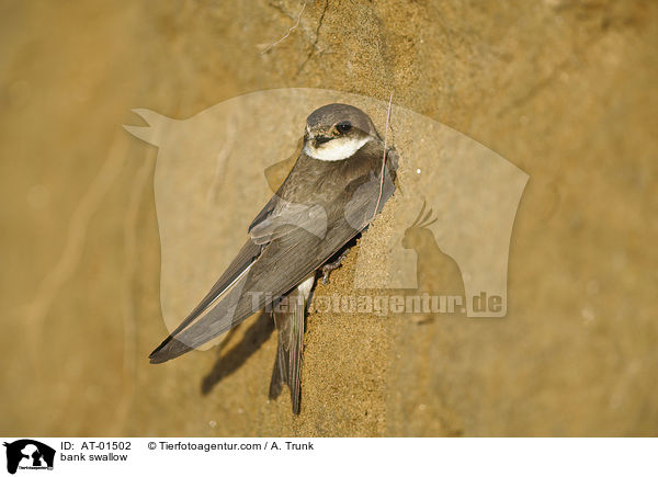 bank swallow / AT-01502