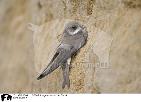 bank swallow / AT-01504