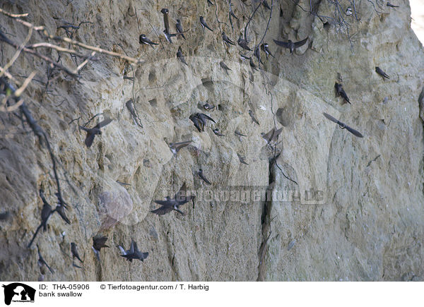 bank swallow / THA-05906