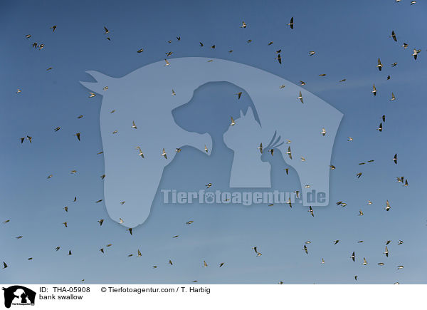 bank swallow / THA-05908