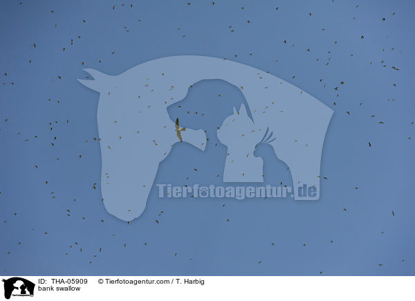 Uferschwalben / bank swallow / THA-05909
