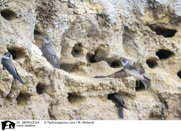 bank swallow / MAW-02324