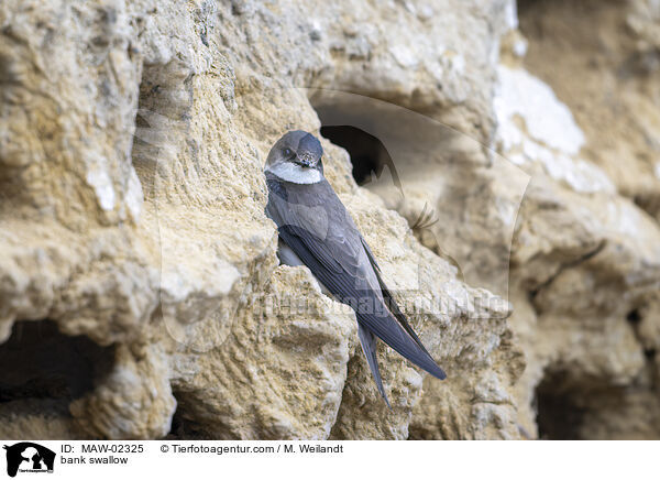 bank swallow / MAW-02325