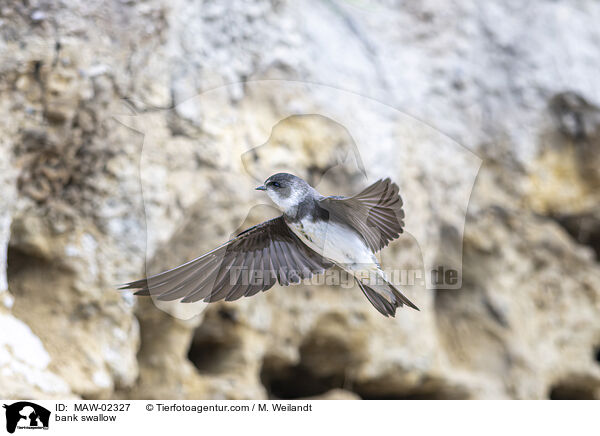 Uferschwalben / bank swallow / MAW-02327