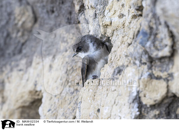 Uferschwalben / bank swallow / MAW-02334