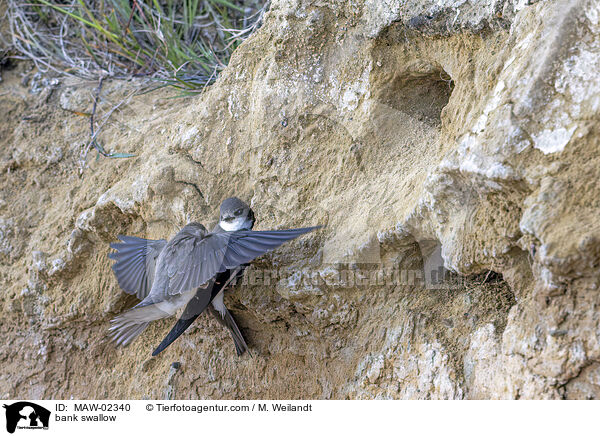 Uferschwalben / bank swallow / MAW-02340