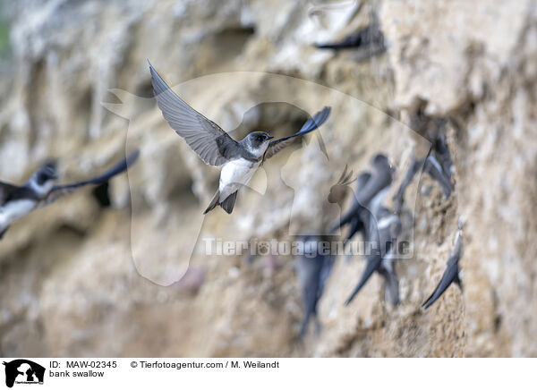 Uferschwalben / bank swallow / MAW-02345