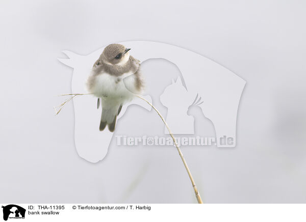 Uferschwalbe / bank swallow / THA-11395