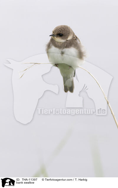 Uferschwalbe / bank swallow / THA-11397