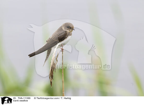 Uferschwalbe / bank swallow / THA-11399