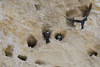 bank swallows