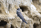 bank swallow