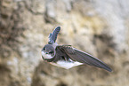 bank swallow