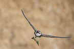 bank swallow