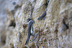 bank swallow