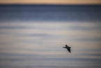 bank swallow