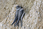 bank swallow