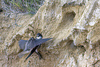 bank swallow