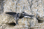 bank swallow