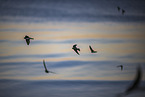 bank swallow