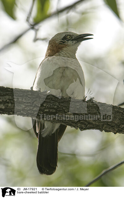 Nacktwangendrossling / bare-cheeked babbler / JM-17921