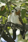 bare-cheeked babblers