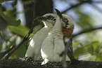 bare-cheeked babblers