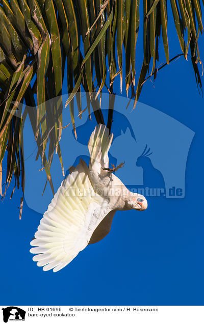 Nacktaugenkakadu / bare-eyed cockatoo / HB-01696