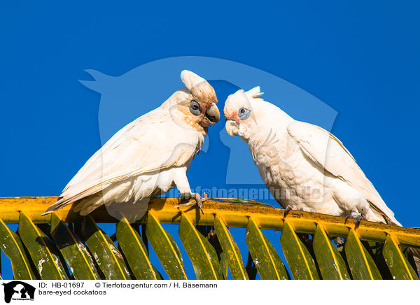 Nacktaugenkakadus / bare-eyed cockatoos / HB-01697
