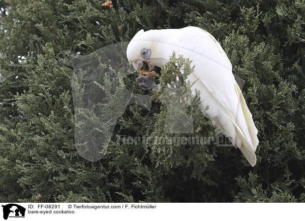 Nacktaugenkakadu / bare-eyed cockatoo / FF-08291