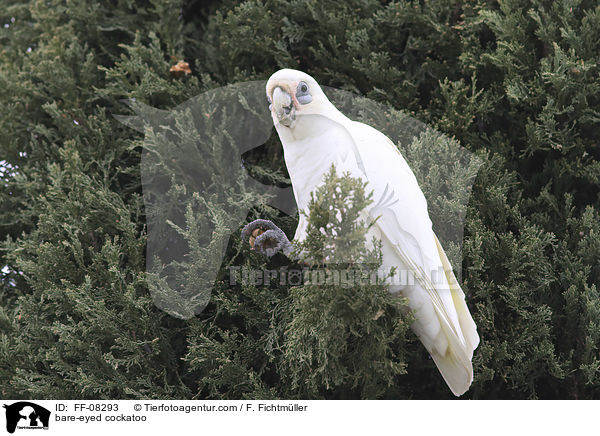 Nacktaugenkakadu / bare-eyed cockatoo / FF-08293