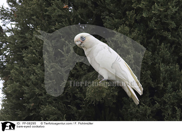 Nacktaugenkakadu / bare-eyed cockatoo / FF-08295