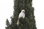 bare-eyed cockatoo