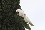 bare-eyed cockatoos