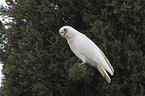 bare-eyed cockatoo
