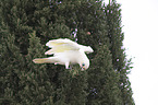bare-eyed cockatoo
