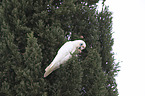 bare-eyed cockatoo