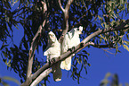 bare-eyed cockatoos