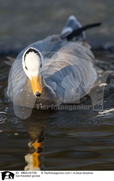 Streifengans / bar-headed goose / MBS-04758