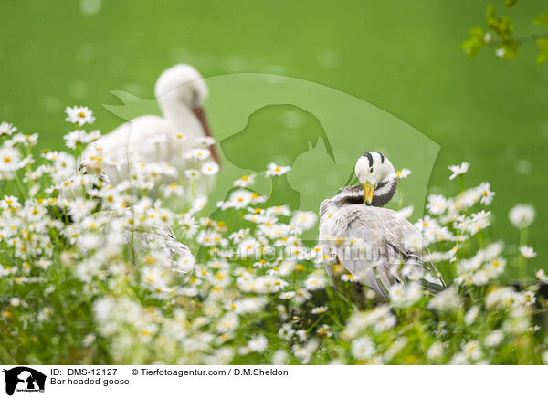 Streifengans / Bar-headed goose / DMS-12127