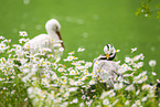 Bar-headed goose