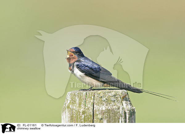 chimney swallow / FL-01161