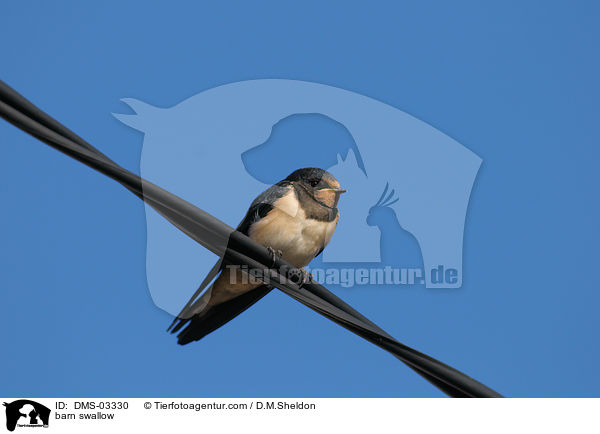 Rauchschwalbe / barn swallow / DMS-03330
