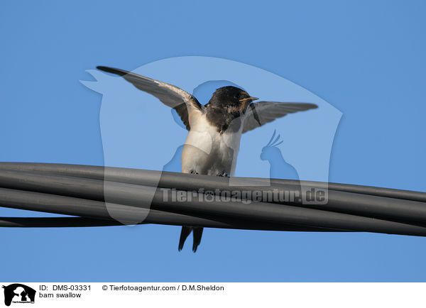 Rauchschwalbe / barn swallow / DMS-03331