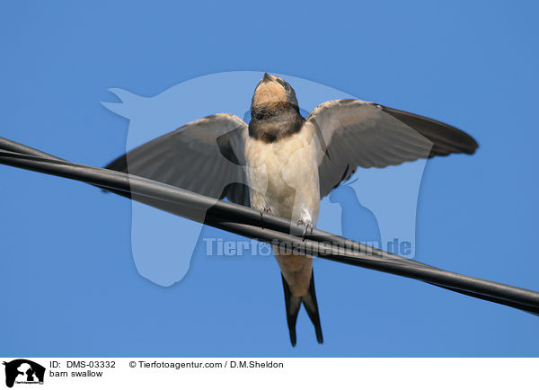 Rauchschwalbe / barn swallow / DMS-03332