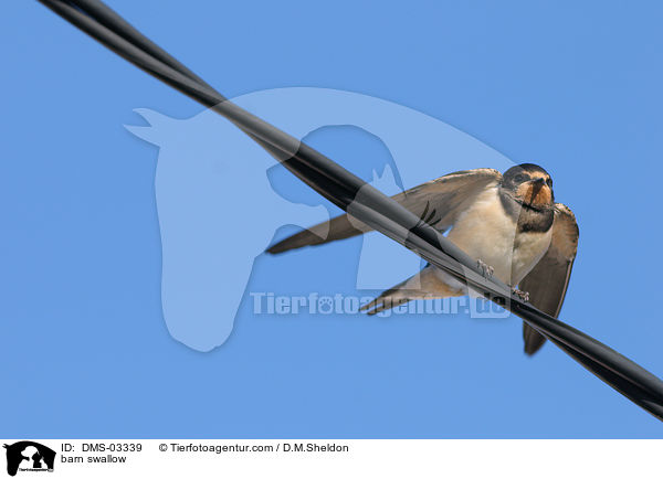 Rauchschwalbe / barn swallow / DMS-03339