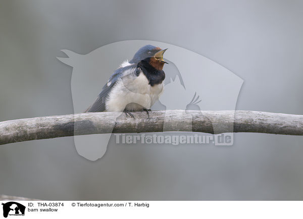 barn swallow / THA-03874