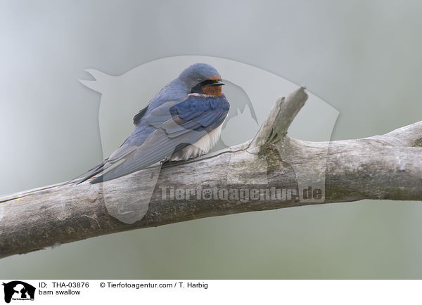 barn swallow / THA-03876