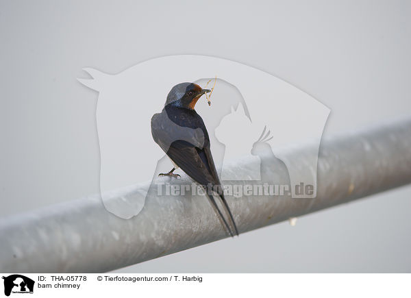 barn chimney / THA-05778